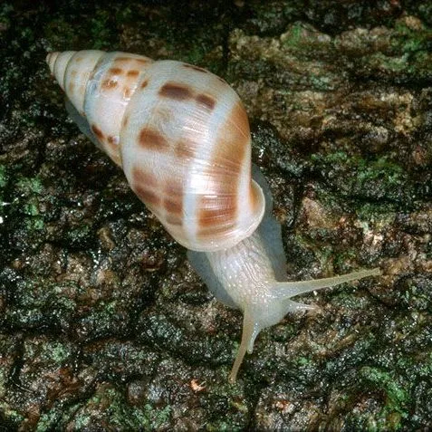 thumbnail for publication: Tree Snails of Florida, Drymaeus, Orthalicus, Liguus spp. (Gastropoda: Stylommatophora: Bulimulidae)